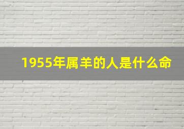 1955年属羊的人是什么命