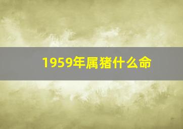 1959年属猪什么命