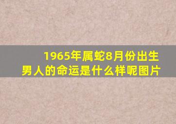 1965年属蛇8月份出生男人的命运是什么样呢图片