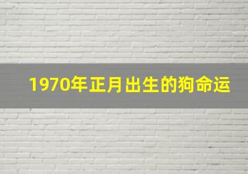 1970年正月出生的狗命运