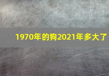 1970年的狗2021年多大了