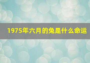 1975年六月的兔是什么命运