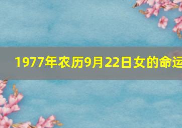 1977年农历9月22日女的命运