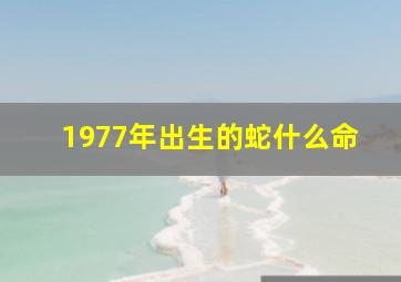 1977年出生的蛇什么命