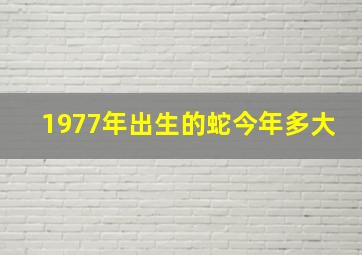 1977年出生的蛇今年多大