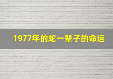 1977年的蛇一辈子的命运