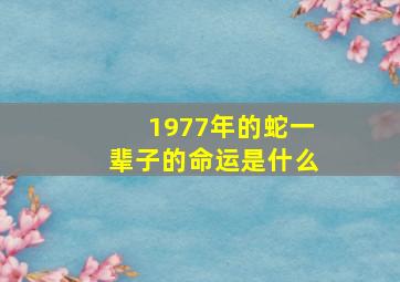 1977年的蛇一辈子的命运是什么