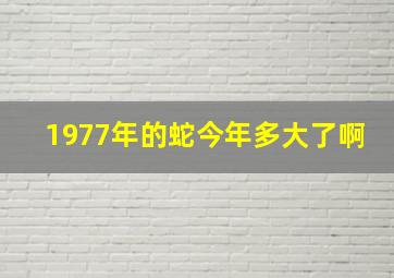 1977年的蛇今年多大了啊