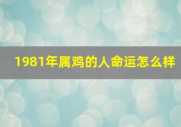 1981年属鸡的人命运怎么样