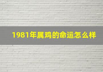 1981年属鸡的命运怎么样