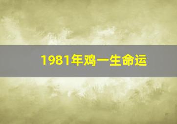 1981年鸡一生命运