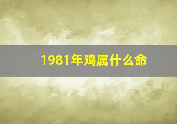 1981年鸡属什么命