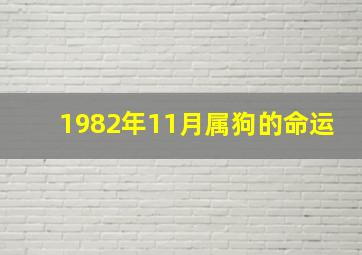 1982年11月属狗的命运