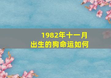 1982年十一月出生的狗命运如何