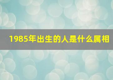 1985年出生的人是什么属相