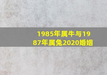 1985年属牛与1987年属兔2020婚姻