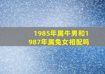 1985年属牛男和1987年属兔女相配吗