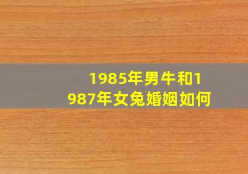 1985年男牛和1987年女兔婚姻如何