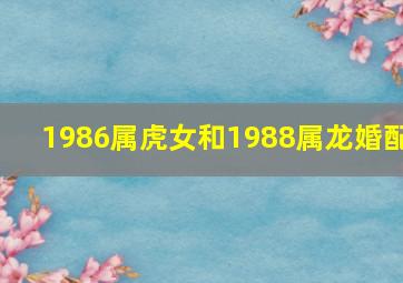 1986属虎女和1988属龙婚配