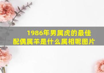 1986年男属虎的最佳配偶属羊是什么属相呢图片