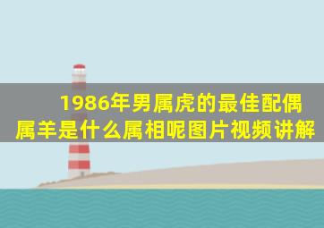 1986年男属虎的最佳配偶属羊是什么属相呢图片视频讲解