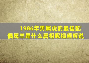 1986年男属虎的最佳配偶属羊是什么属相呢视频解说