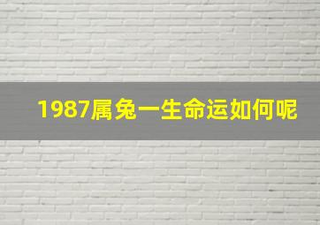 1987属兔一生命运如何呢