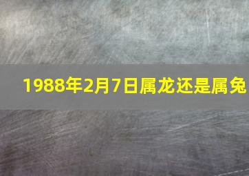 1988年2月7日属龙还是属兔