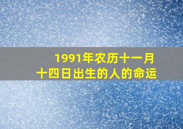 1991年农历十一月十四日出生的人的命运