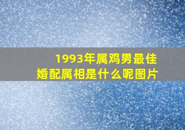 1993年属鸡男最佳婚配属相是什么呢图片