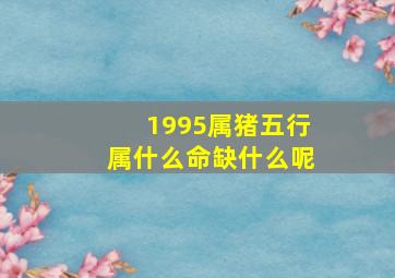 1995属猪五行属什么命缺什么呢