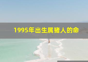 1995年出生属猪人的命