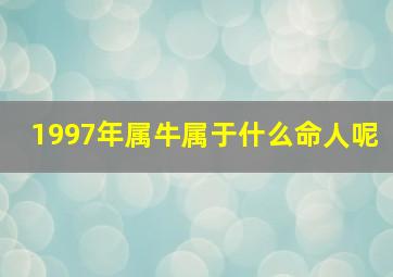 1997年属牛属于什么命人呢