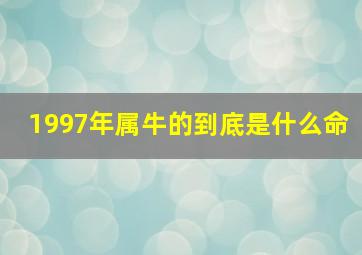 1997年属牛的到底是什么命