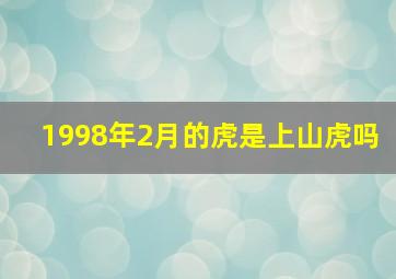 1998年2月的虎是上山虎吗