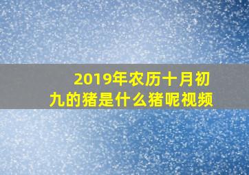 2019年农历十月初九的猪是什么猪呢视频