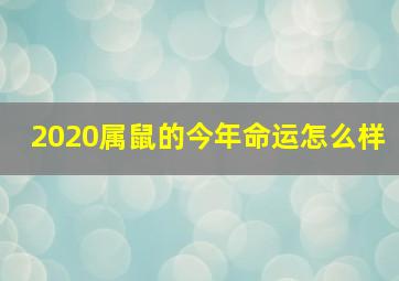 2020属鼠的今年命运怎么样