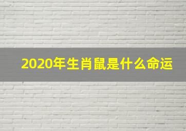 2020年生肖鼠是什么命运