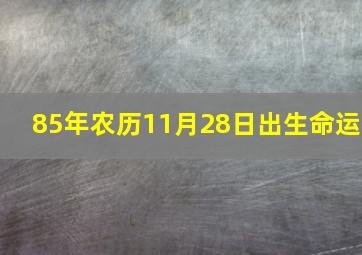 85年农历11月28日出生命运