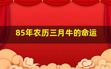 85年农历三月牛的命运