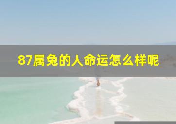 87属兔的人命运怎么样呢