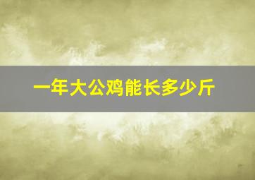 一年大公鸡能长多少斤