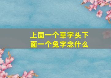 上面一个草字头下面一个兔字念什么