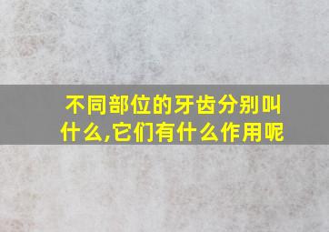 不同部位的牙齿分别叫什么,它们有什么作用呢