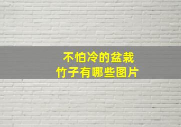 不怕冷的盆栽竹子有哪些图片