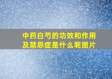 中药白芍的功效和作用及禁忌症是什么呢图片