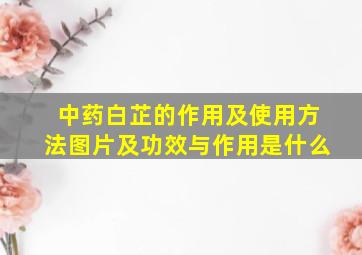 中药白芷的作用及使用方法图片及功效与作用是什么