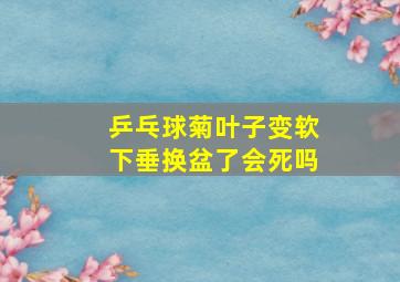 乒乓球菊叶子变软下垂换盆了会死吗