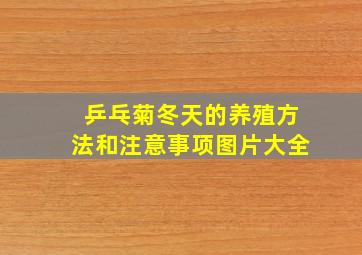 乒乓菊冬天的养殖方法和注意事项图片大全