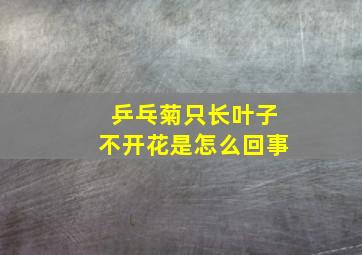 乒乓菊只长叶子不开花是怎么回事